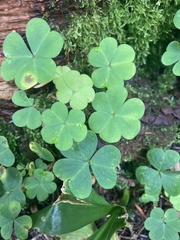 Oxalis