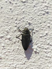 Chalcophorella stigmatica