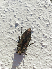 Chalcophorella stigmatica