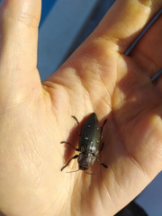 Chalcophorella stigmatica
