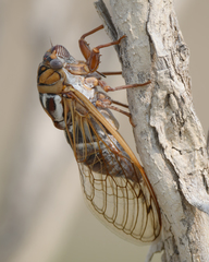 Megatibicen tremulus