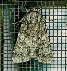 Acronicta brumosa