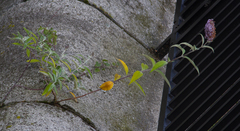 Buddleja davidii