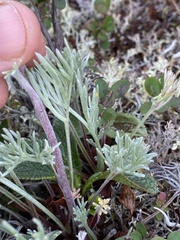 Artemisia borealis