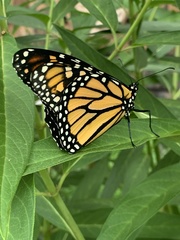 Danaus plexippus