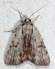 Catocala gracilis