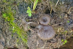 Arrhenia obscurata