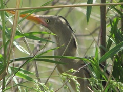 Ixobrychus involucris