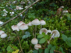 Mycena zephirus