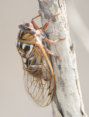 Megatibicen tremulus