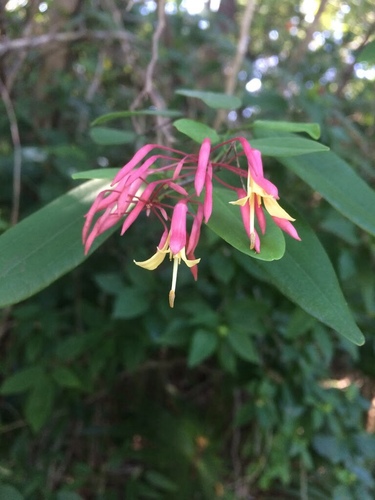 Bauhinia jenningsii