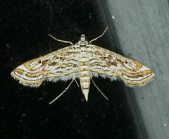 Parapoynx allionealis
