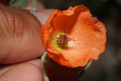 Sphaeralcea laxa