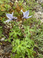Delphinium brachycentrum