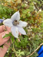 Delphinium brachycentrum