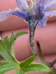 Delphinium brachycentrum