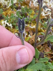 Delphinium brachycentrum