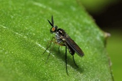Rhaphium