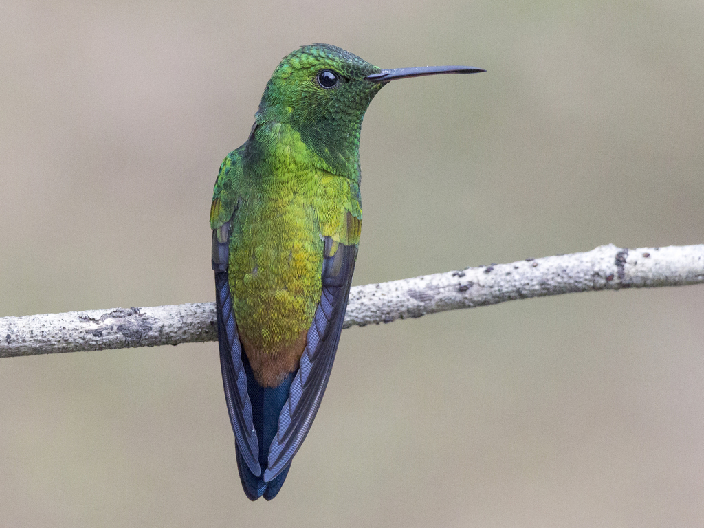 Copper-Rumped Hummingbird