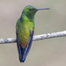 Copper-rumped Hummingbird - Photo (c) Oswaldo Hernández, some rights reserved (CC BY-NC), uploaded by Oswaldo Hernández