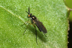 Rhaphium