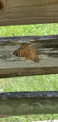 Asterocampa celtis