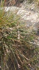 Juncus parryi