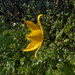 Tulipa sylvestris sylvestris - Photo (c) Claudio Flamigni, some rights reserved (CC BY-NC), uploaded by Claudio Flamigni