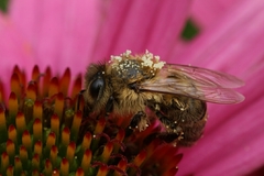 Apis mellifera