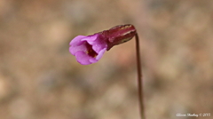 Erythranthe androsacea