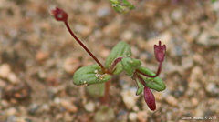 Erythranthe androsacea
