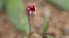 Erythranthe androsacea