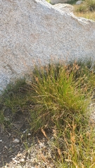 Juncus parryi
