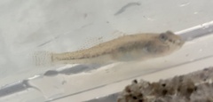 Pomatoschistus microps