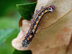 Acronicta tridens