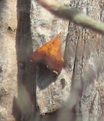Pyrausta bicoloralis image
