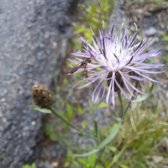 Centaurea