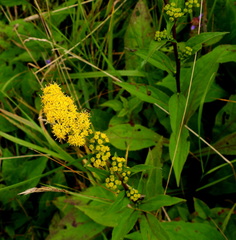 Solidago roanensis