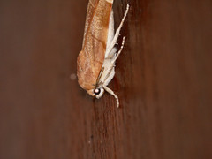 Noctua fimbriata