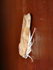 Noctua fimbriata