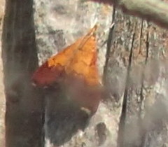 Pyrausta bicoloralis image