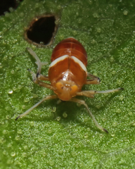 Pissonotus binotatus