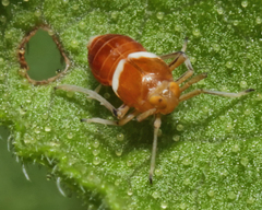 Pissonotus binotatus