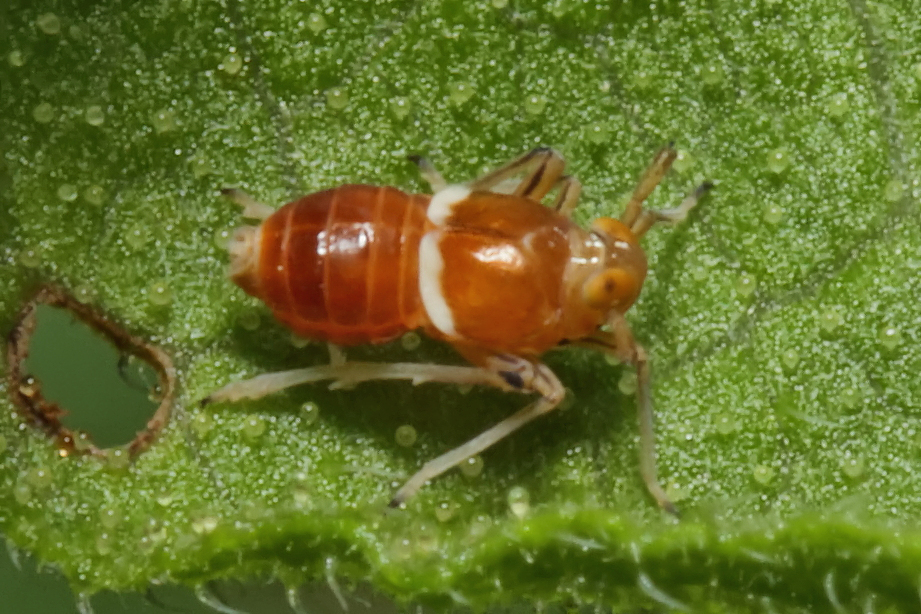 Pissonotus binotatus