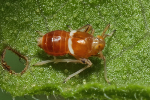 Pissonotus binotatus