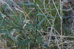 Senecio lemmonii