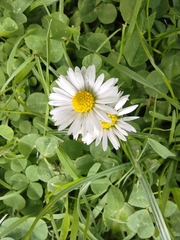 Bellis perennis