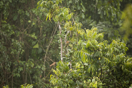 Selenidera reinwardtii