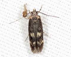 Trypanisma prudens
