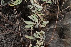 Galactia wrightii